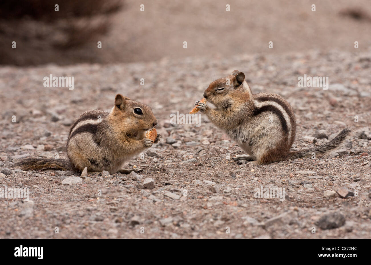 Golden-mantled Ground Squirrels, Callospermophilus lateralis feeding on scraps at 7000 ft, Crater Lake National Park, Oregon. Stock Photo