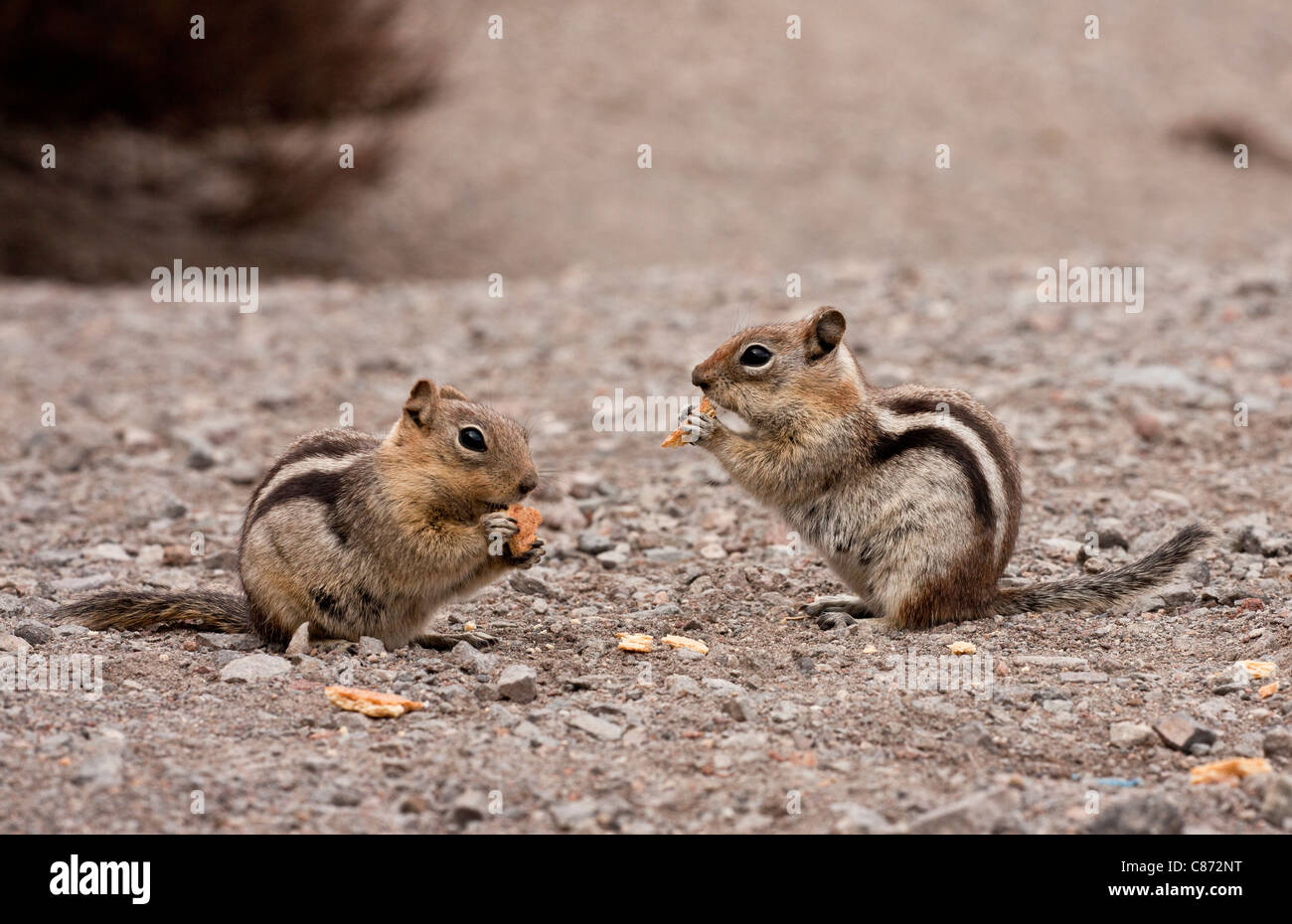 Golden-mantled Ground Squirrels, Callospermophilus lateralis feeding on scraps at 7000 ft, Crater Lake National Park, Oregon. Stock Photo