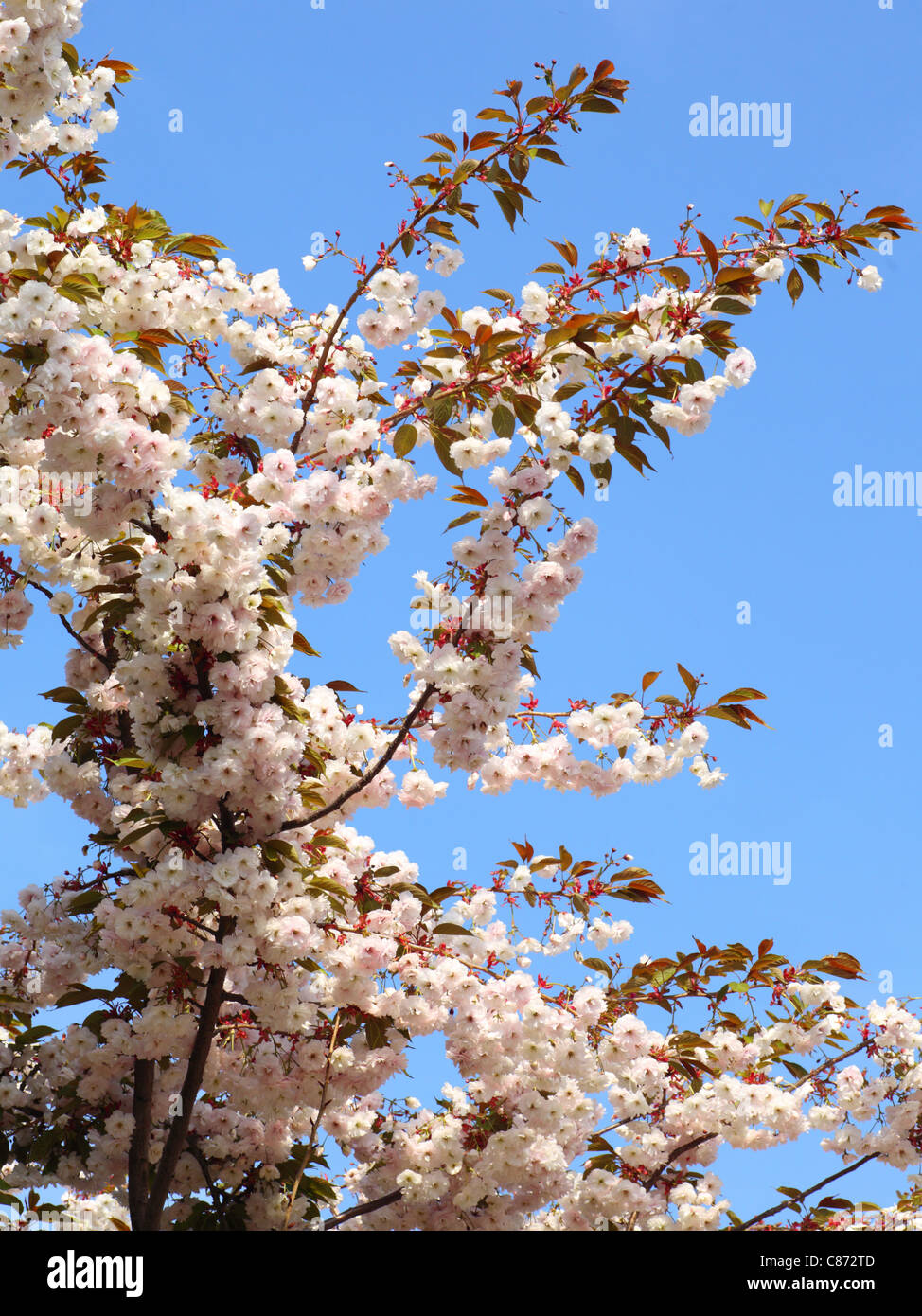 Cherry blossom in blue sky and sun. Nature Stock Photo - Alamy