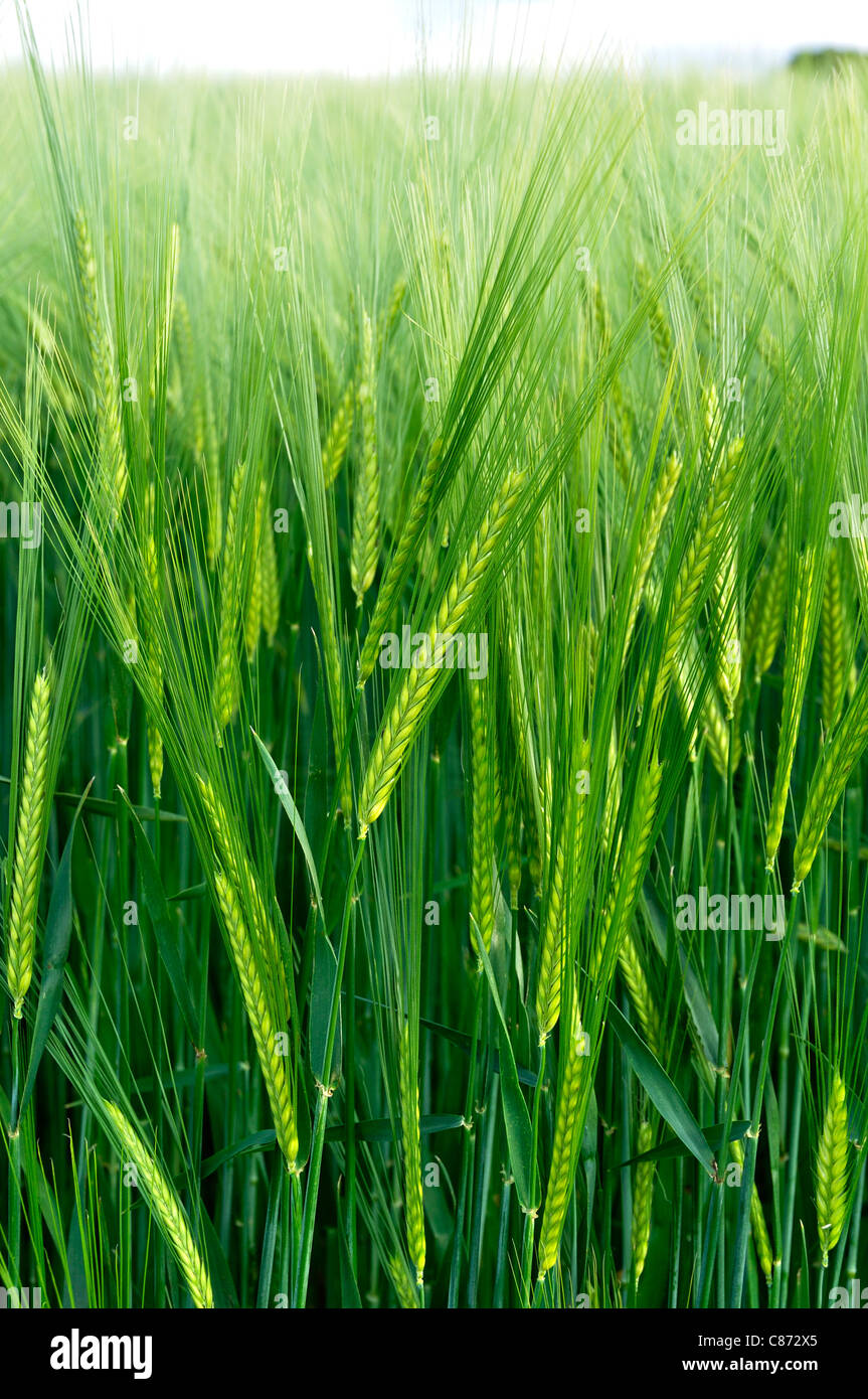 Field of barley (Hordeum sp) in spring. Stock Photo