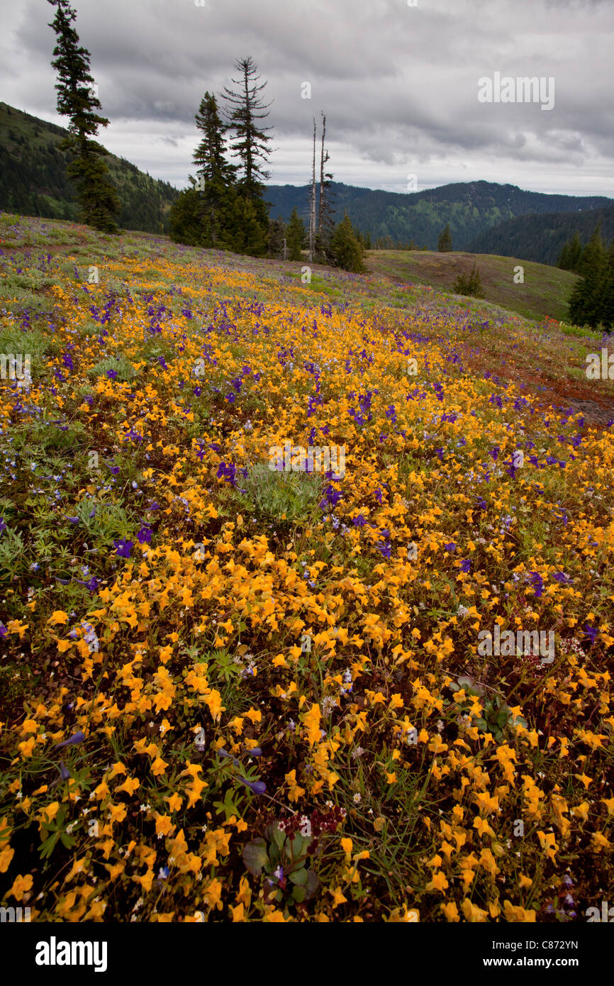 Spectacular displays of summer alpine flowers- Mimulus guttatus, Collinsia and Delphinium on Cone Peak, central Cascades, Oregon Stock Photo
