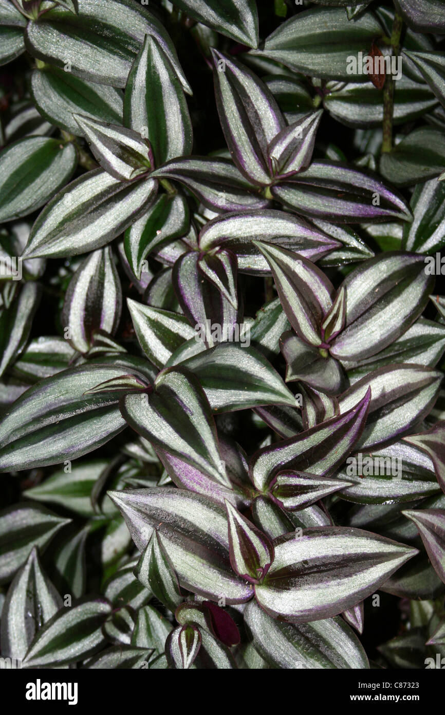 Silver Inch Plant Tradescantia zebrina  In Sumatra, Indonesia Stock Photo
