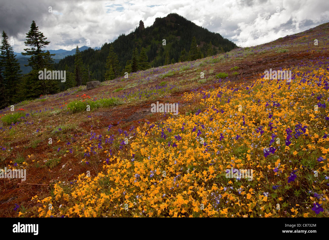 Spectacular displays of summer alpine flowers on Cone Peak, central