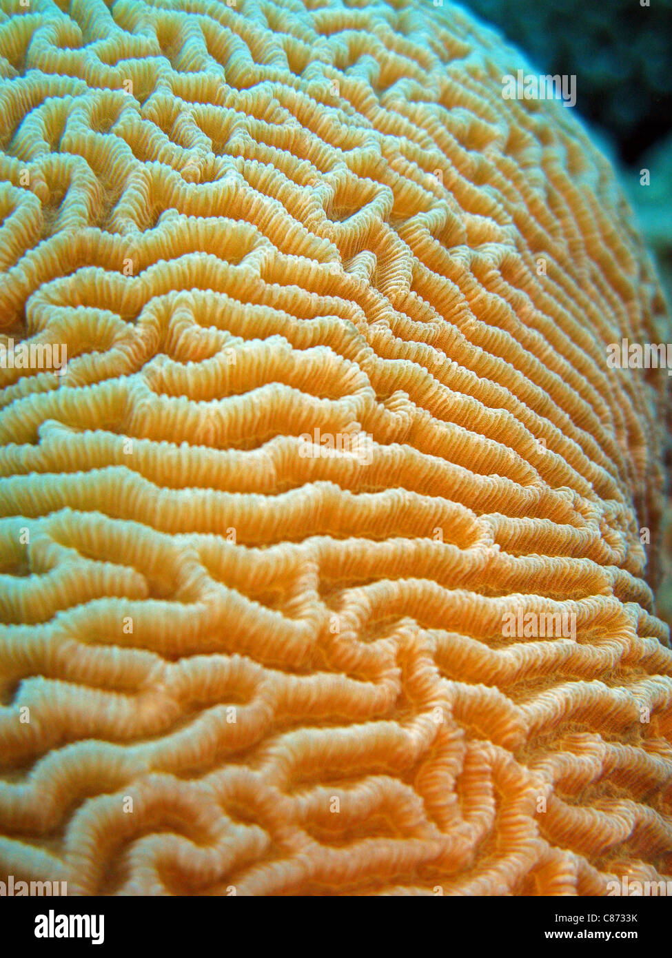 Brain Coral - Platygyra daedalea Stock Photo