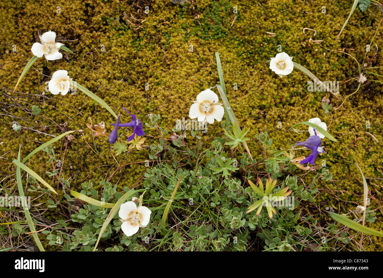 Subalpine Mariposa Lily, Calochortus subalpinus on Cone Peak, central Cascades, Oregon, USA. Stock Photo