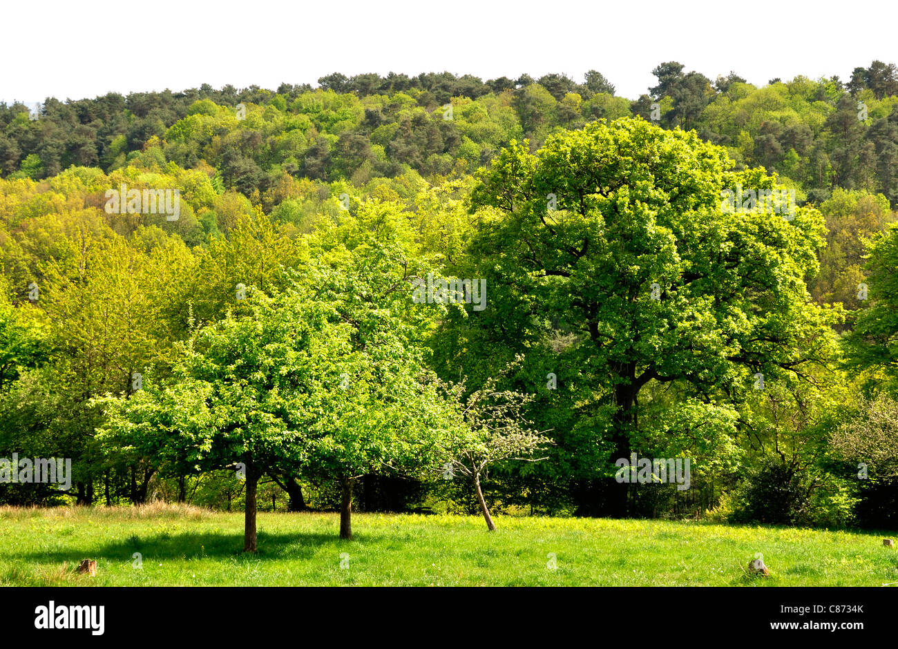Circular walk of Moulin Foulon, meadow and woods (Manche, Normandy, France). Stock Photo