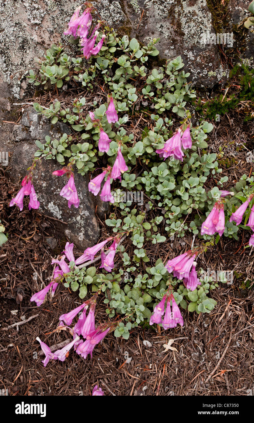 Cliff beardtongue or Cliff Penstemon, Penstemon rupicola on Cone Peak, central Cascades, Oregon, USA. Stock Photo