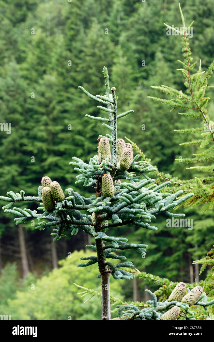 Abies procera, Noble Fir tree with cones in a mixed conifer plantation, Wales. Stock Photo