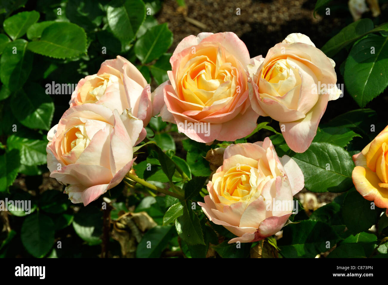 Roses in bloom in a garden : Isabelle Autissier (Adam, 1998 Stock Photo -  Alamy