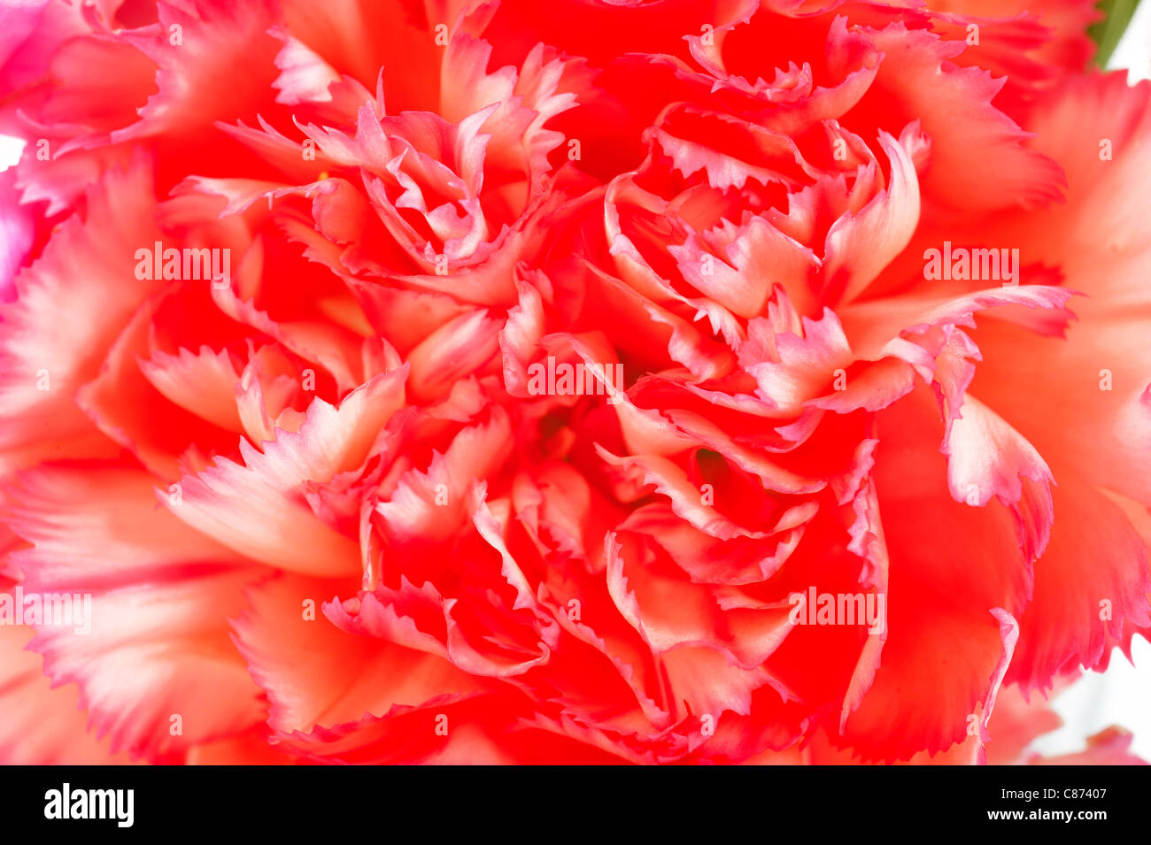 cose up of carnation Stock Photo