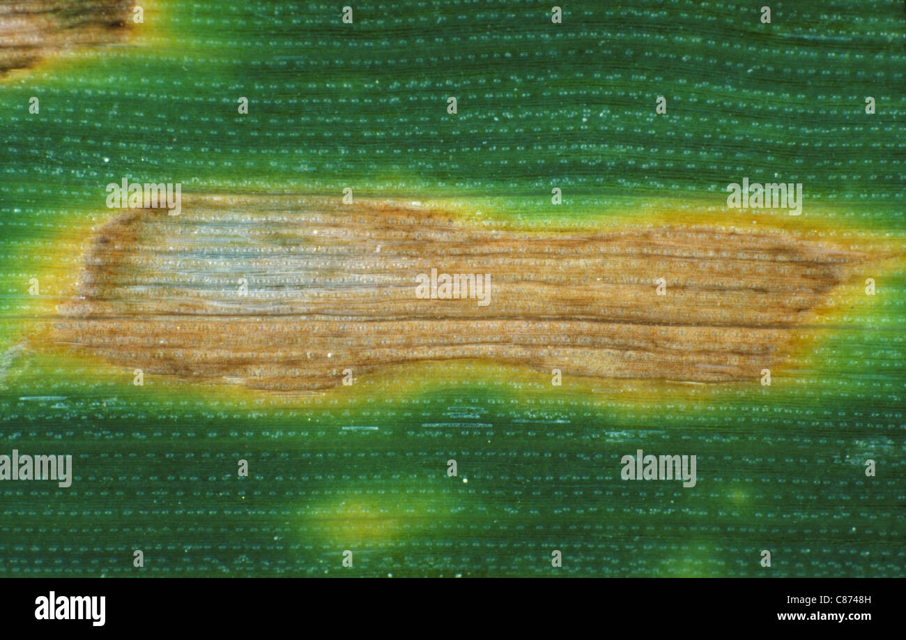 Septoria leaf spot (Phaeospaeria nodorum) lesion on wheat leaf Stock Photo