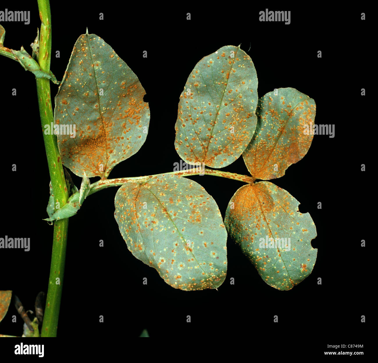 Broad or field bean rust (Uromyces viciae-fabae) infection on field bean leaves Stock Photo