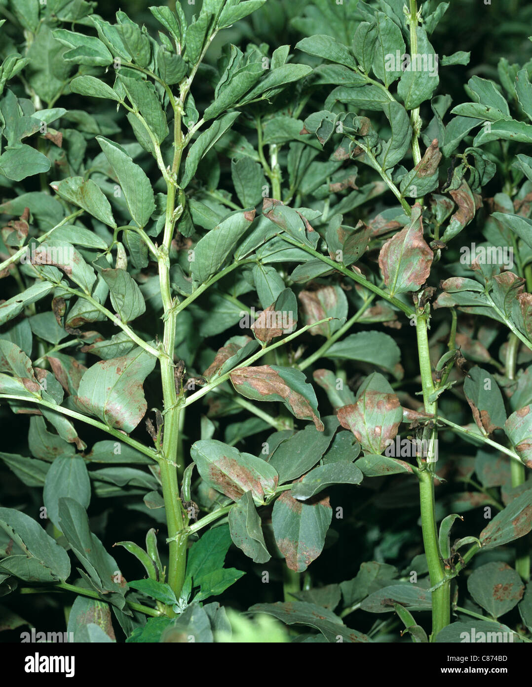 Downy mildew (Peronospora viciae) lesions and damage to field bean crop Stock Photo