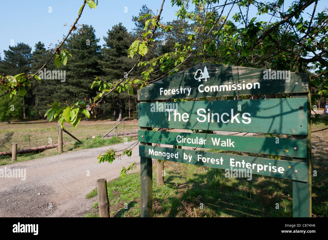 Sign for a circular walk at The Sincks Forestry Commission woodland in Thetford Forest Park. Stock Photo