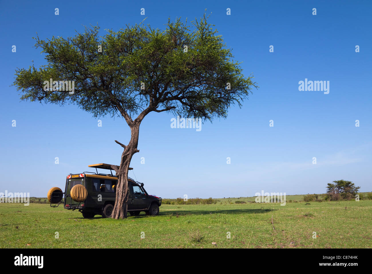 Safari Vehicle by Acacia Tree, Masai Mara National Reserve, Kenya Stock Photo