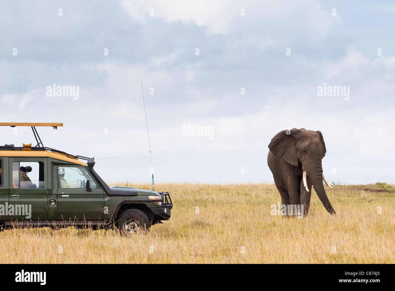 Safari Vehicle and African Bush Elephant, Masai Mara National Reserve, Kenya Stock Photo