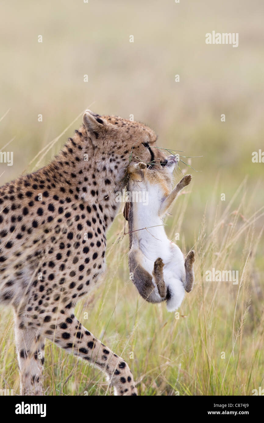 Cheetah with Cape Hare, Masai Mara National Reserve, Kenya Stock Photo