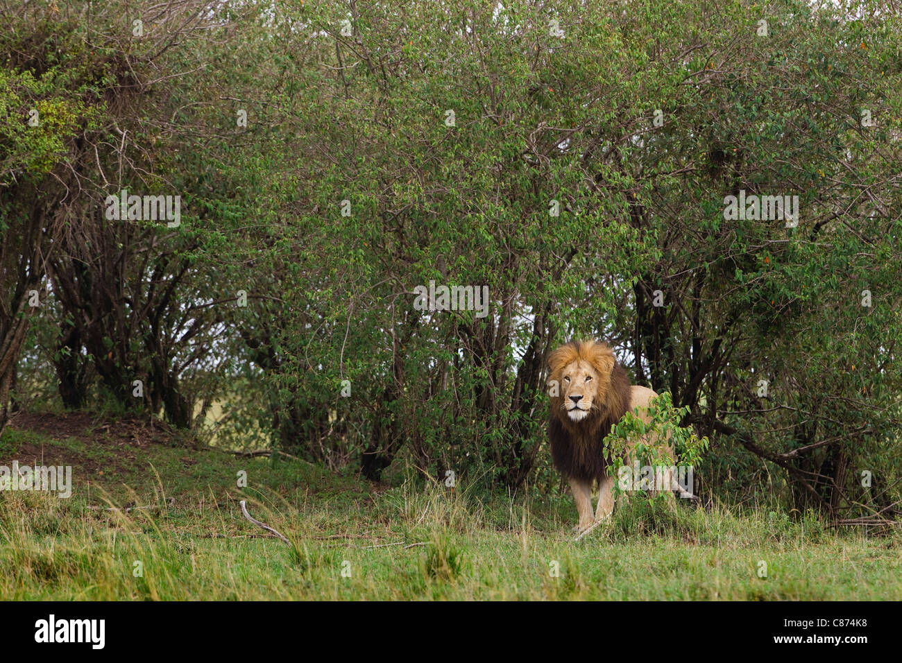 Male Lion, Masai Mara National Reserve, Kenya Stock Photo - Alamy