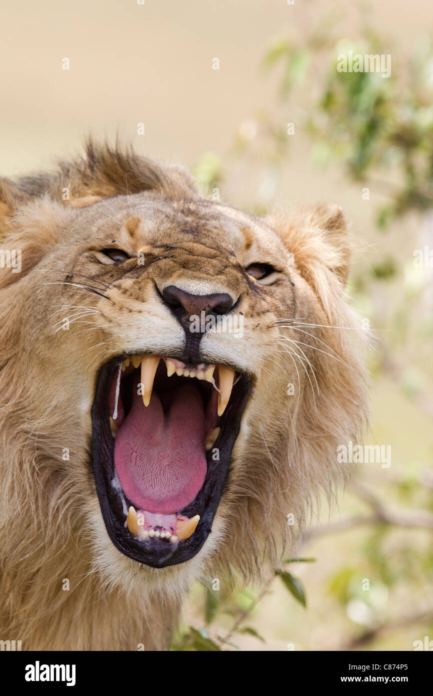 Young Male Lion Roaring, Masai Mara National Reserve, Kenya Stock Photo