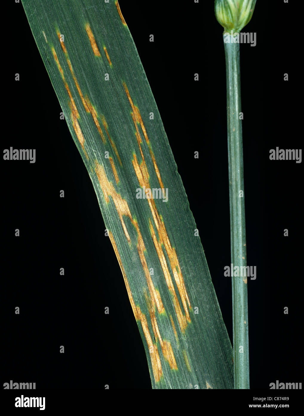 Septoria leaf spot (Zymoseptoria tritici (syn. Mycosphaerella graminicola) on wheat Stock Photo