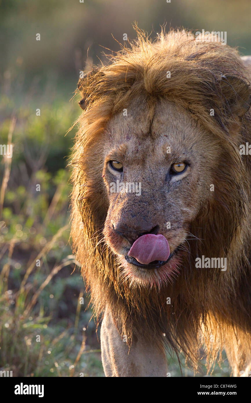 Male Lion, Masai Mara National Reserve, Kenya Stock Photo - Alamy