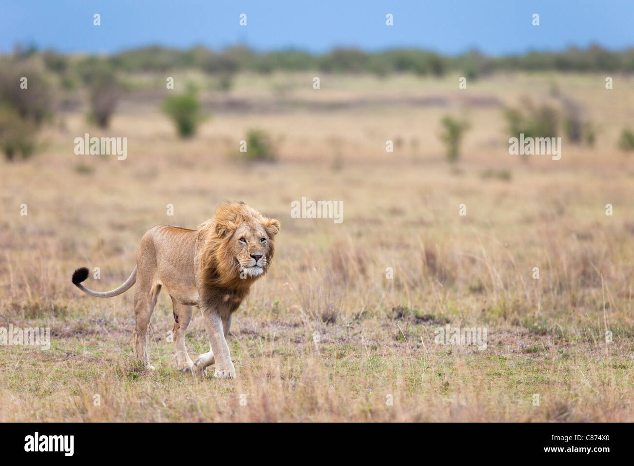 Male Lion, Masai Mara National Reserve, Kenya Stock Photo - Alamy