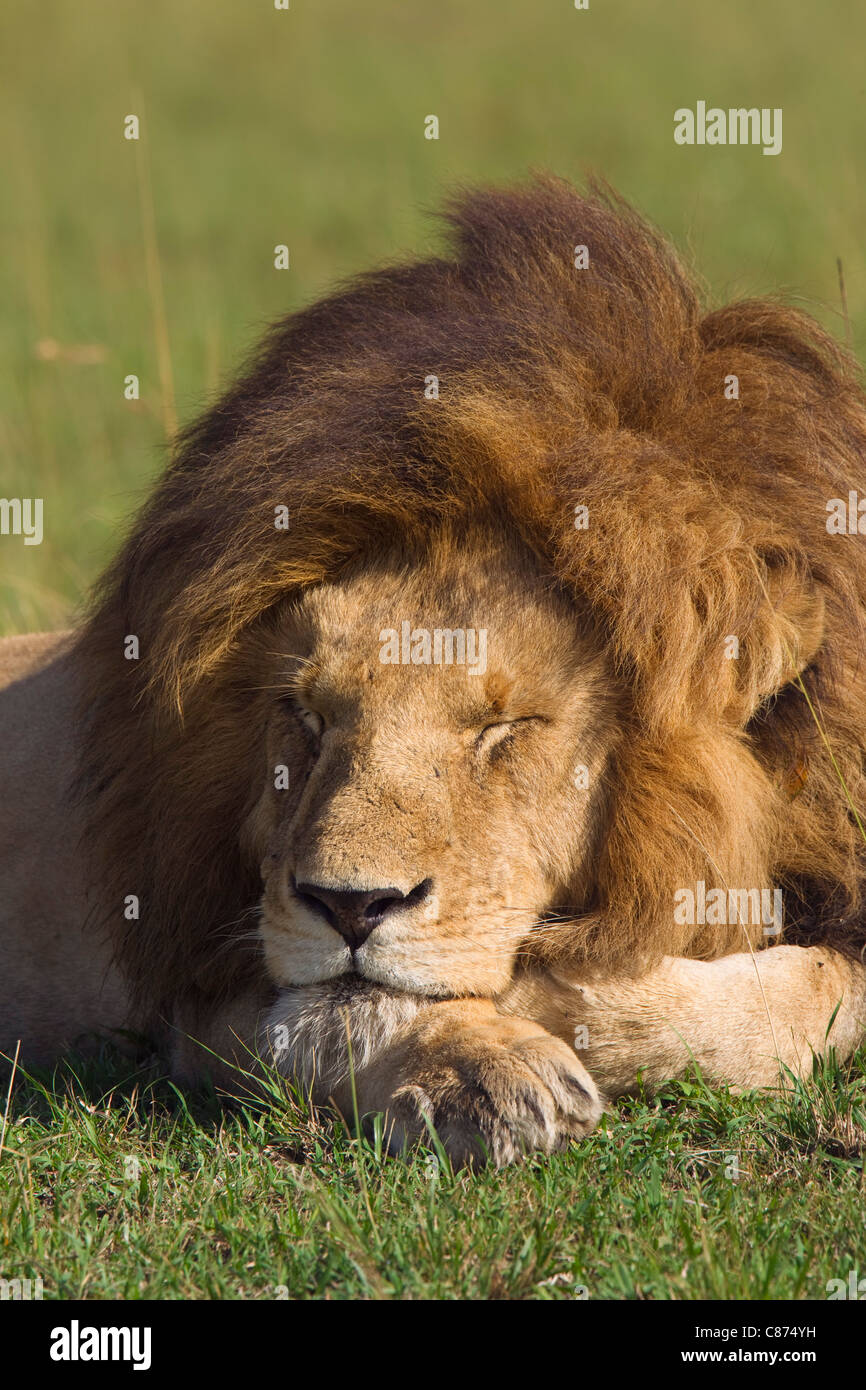 Male Lion Resting, Masai Mara National Reserve, Kenya Stock Photo - Alamy
