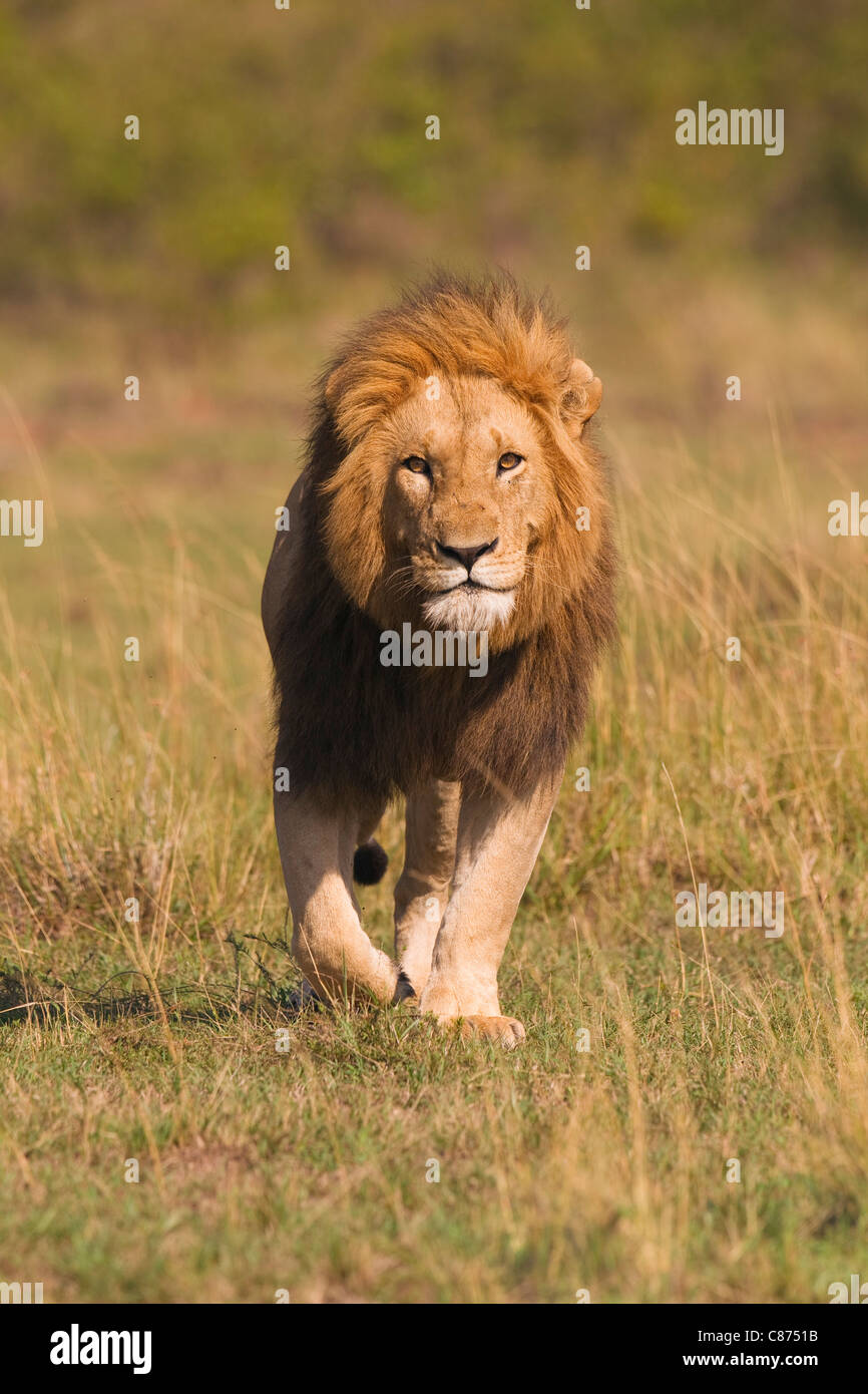 Male Lion, Masai Mara National Reserve, Kenya Stock Photo - Alamy