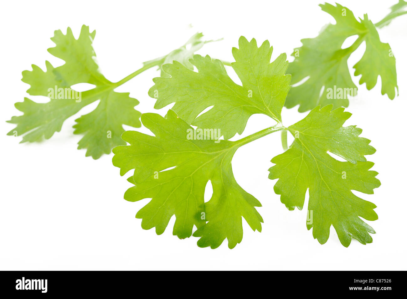 coriander on white background Stock Photo