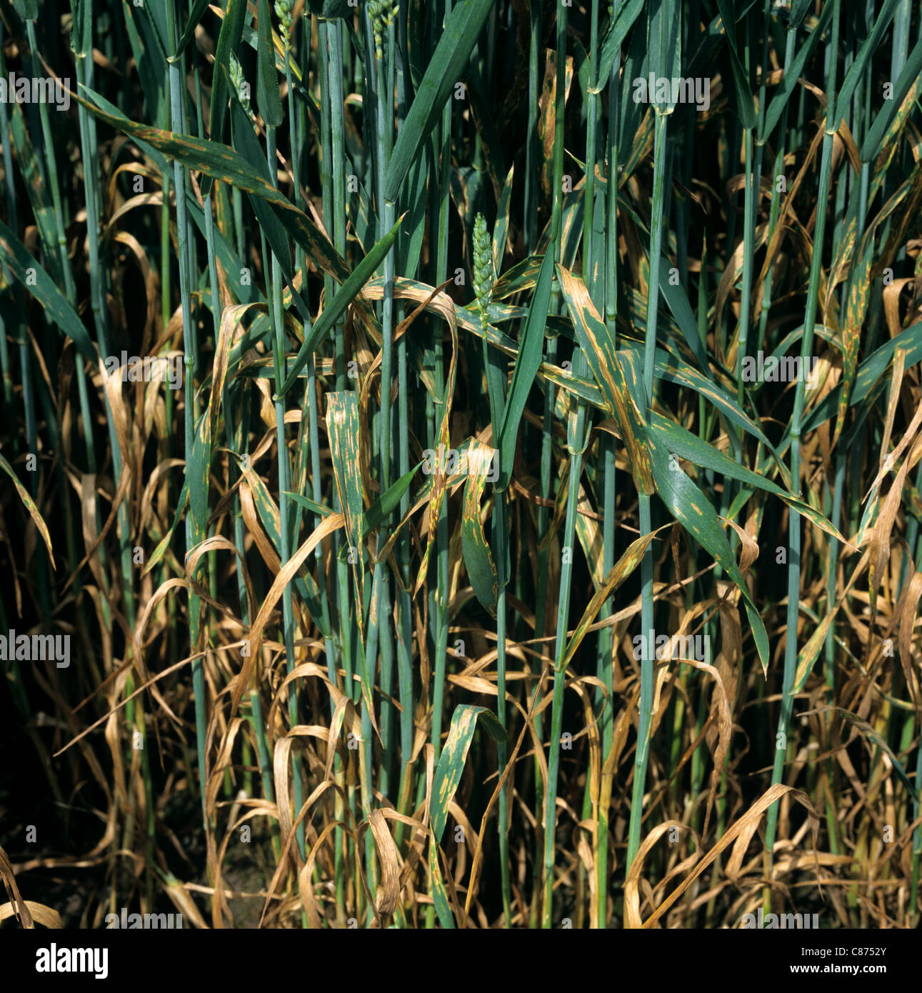 Septoria leaf spot (Septoria tritici) disease damage to wheat crop in ear Stock Photo - Alamy