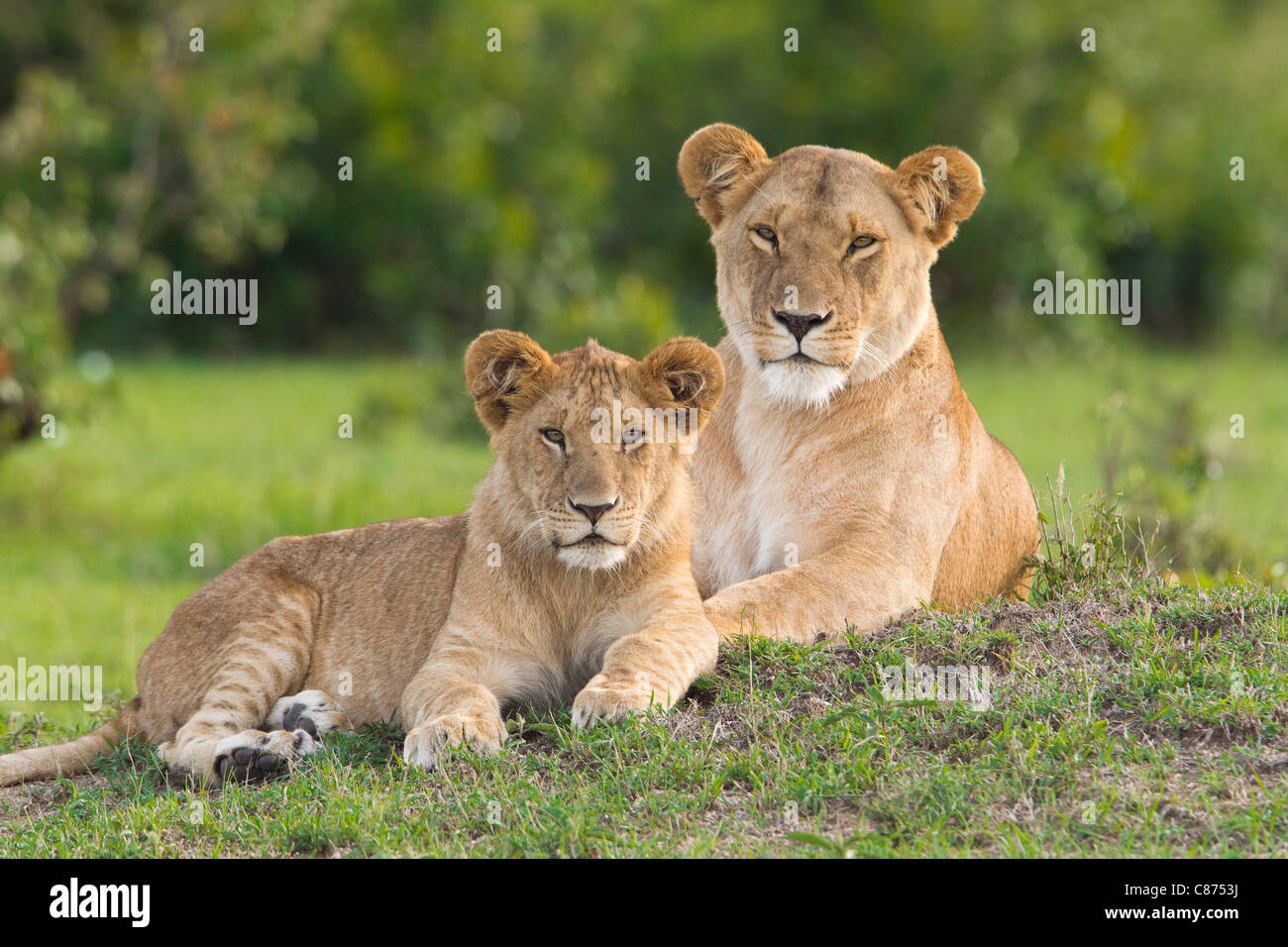 Baby lion hi-res stock photography and images - Alamy