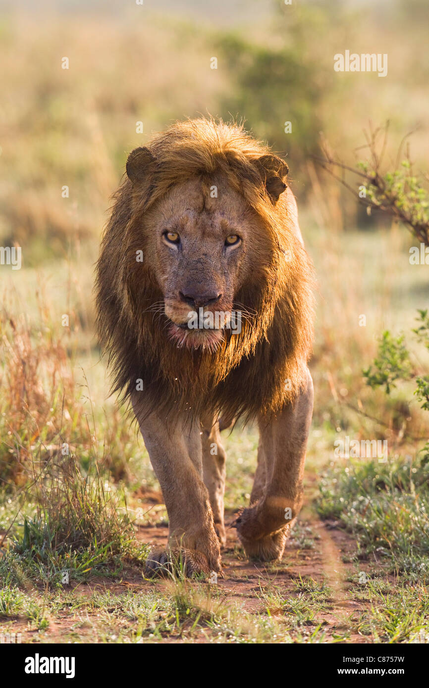 Male Lion, Masai Mara National Reserve, Kenya Stock Photo - Alamy