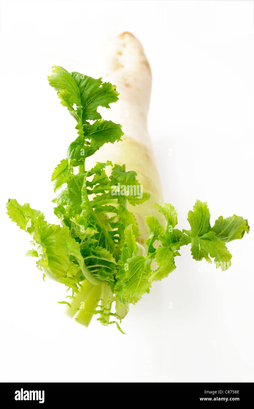 Daikon radish on white Stock Photo Alamy
