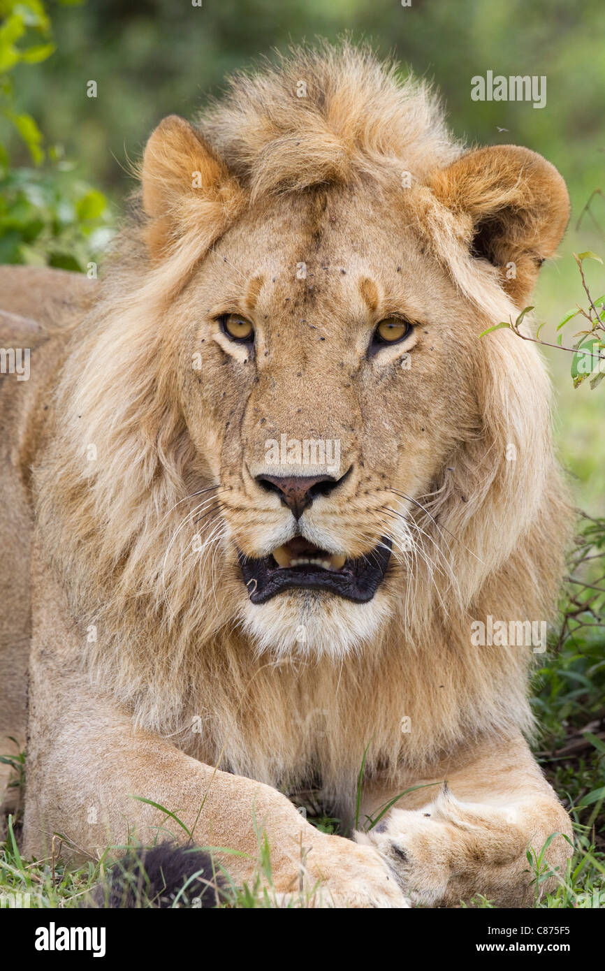Young Male Lion, Masai Mara National Reserve, Kenya Stock Photo - Alamy