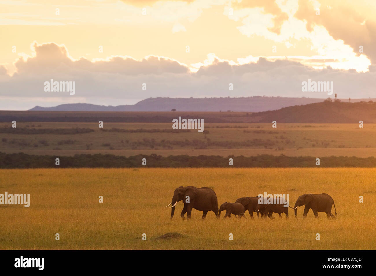 African Bush Elephants, Masai Mara National Reserve, Kenya Stock Photo