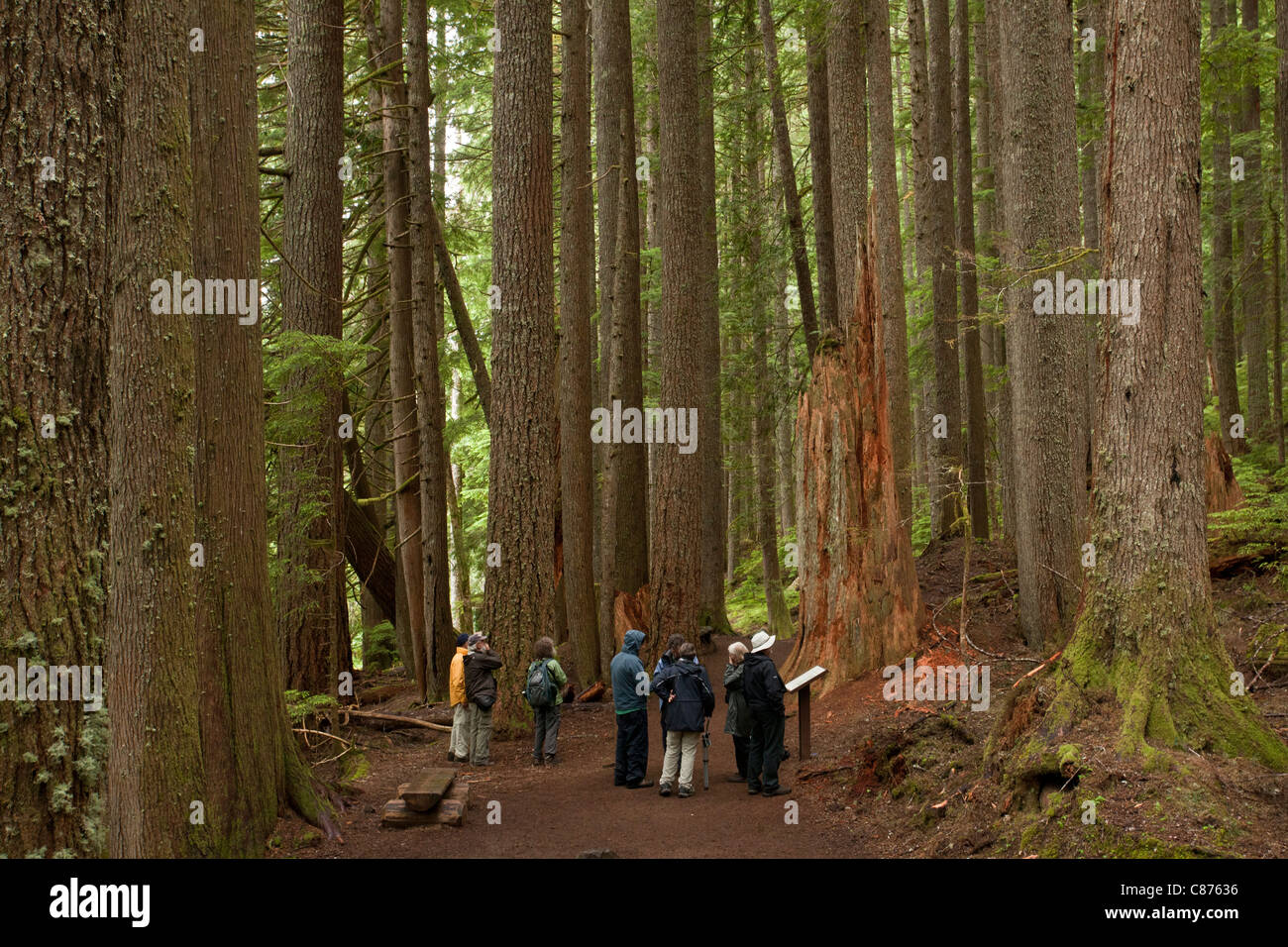Group, looking at Ancient Western hemlock, Tsuga heterophylla, and Western red cedar, Thuja plicata forest, Mount Rainier Stock Photo