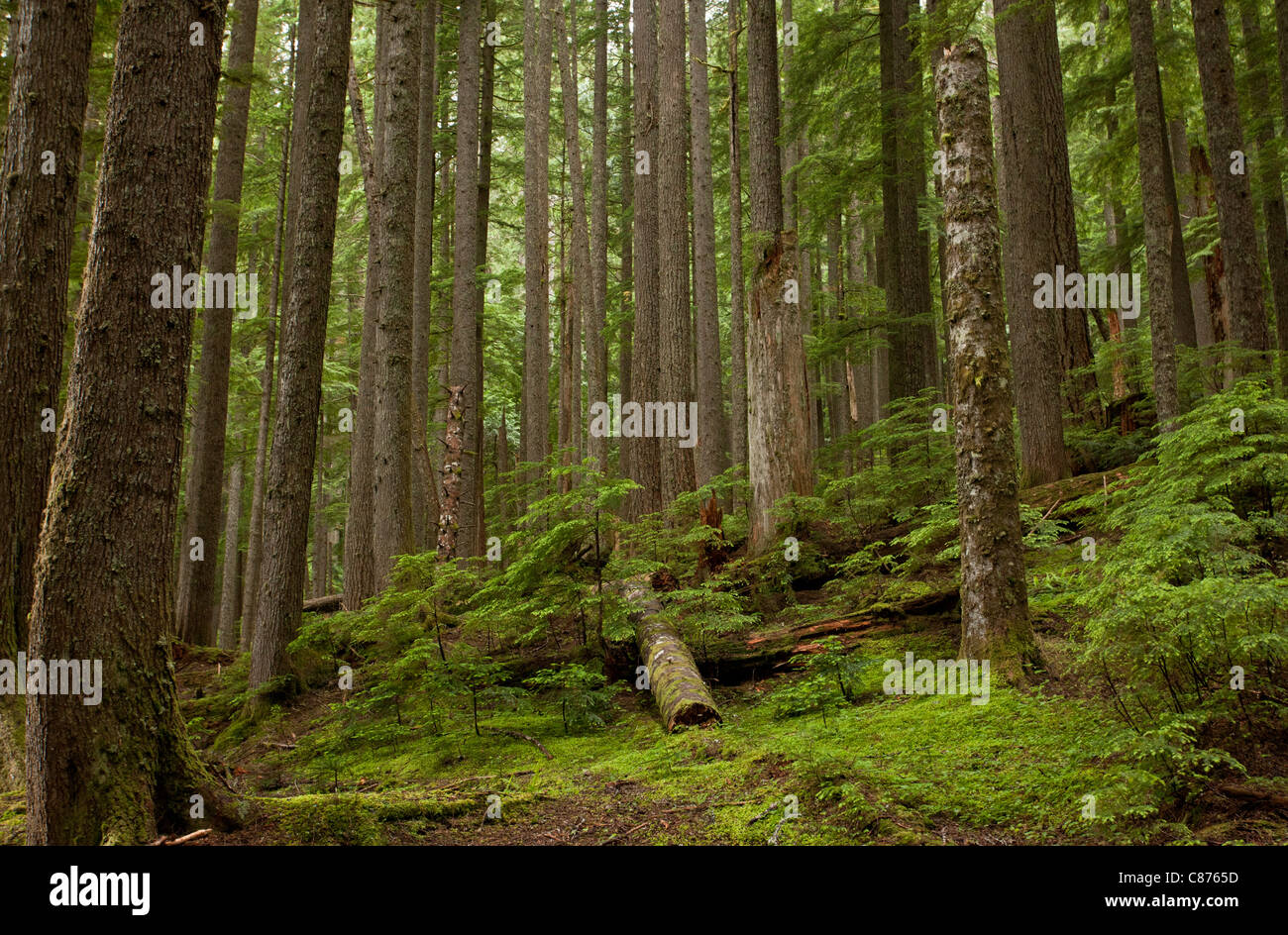 Ancient Western hemlock, Tsuga heterophylla, and Western red cedar, Thuja plicata forest on slopes of Mount Rainier, Washington. Stock Photo