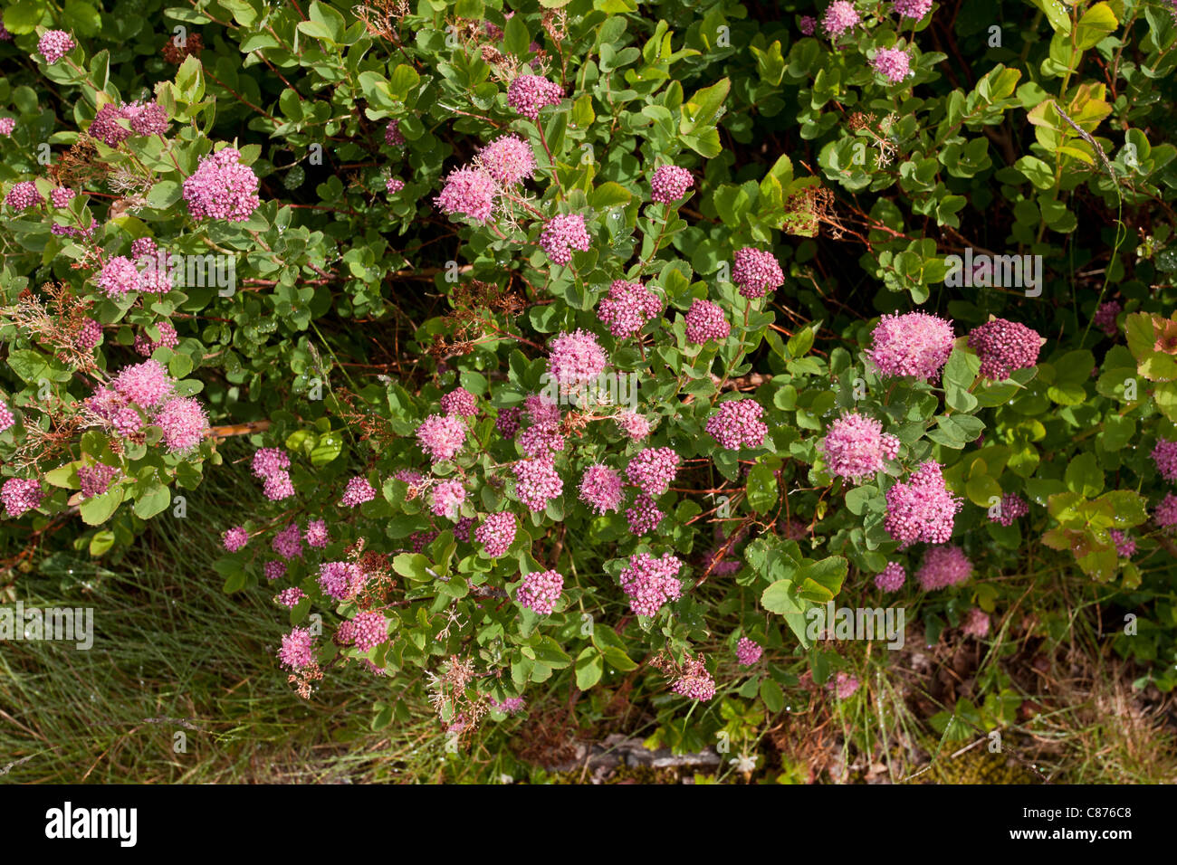 Densiflora Stock Photos Densiflora Stock Images Alamy