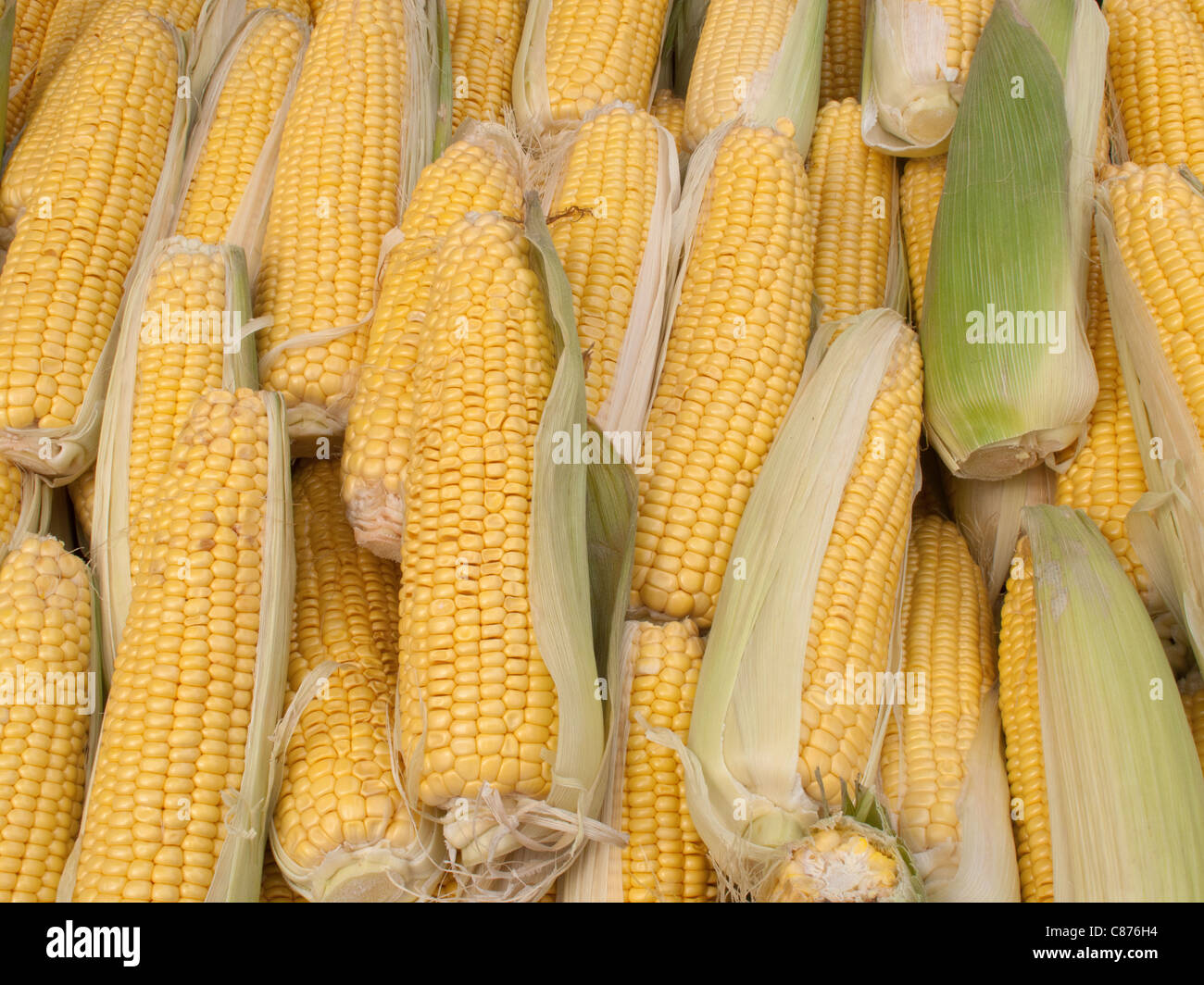 Lots of colourful sweetcorn corn cobs close up. Stock Photo