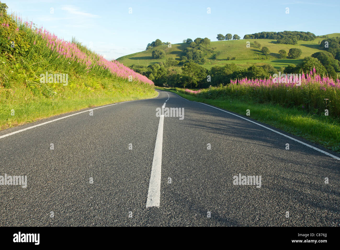 A country road in Wales with rosebay willowherb verges. Stock Photo