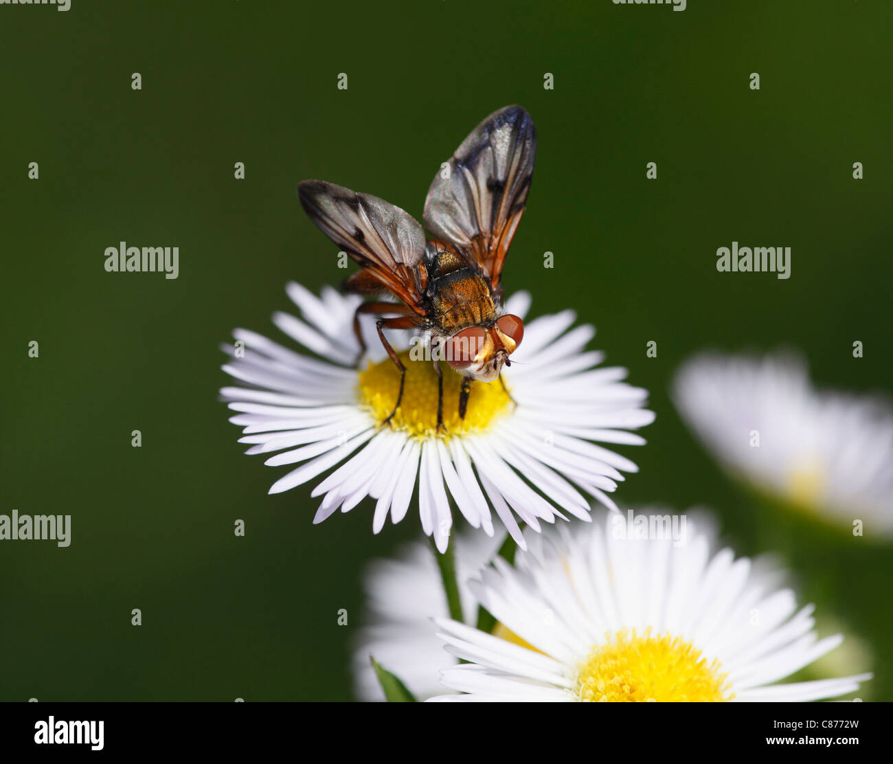 Austria, Wachau, Close up of parasitic fly on annual fleabane Stock Photo