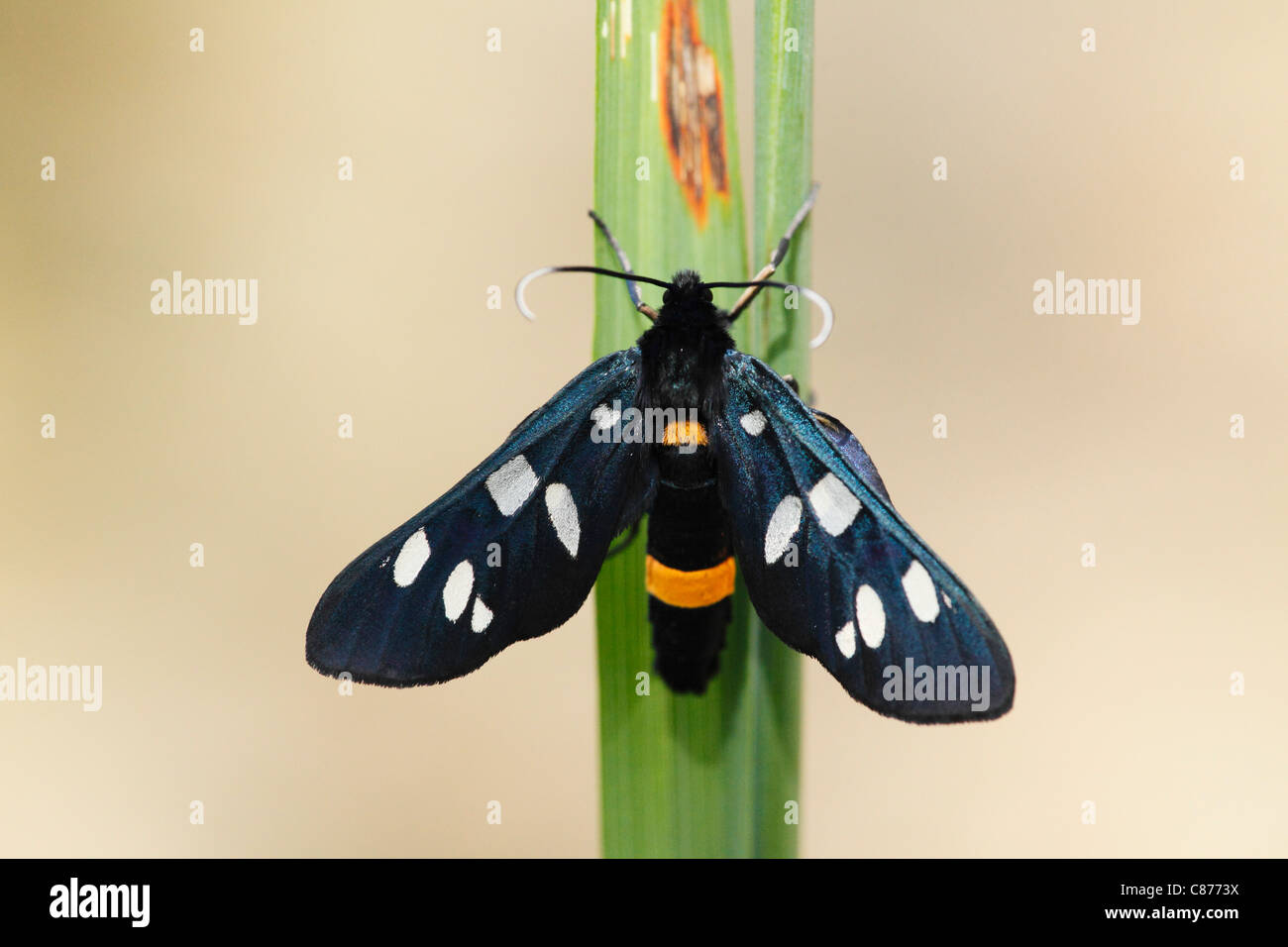 Austria, Wachau, Close up of Nine-spotted moth on stem Stock Photo