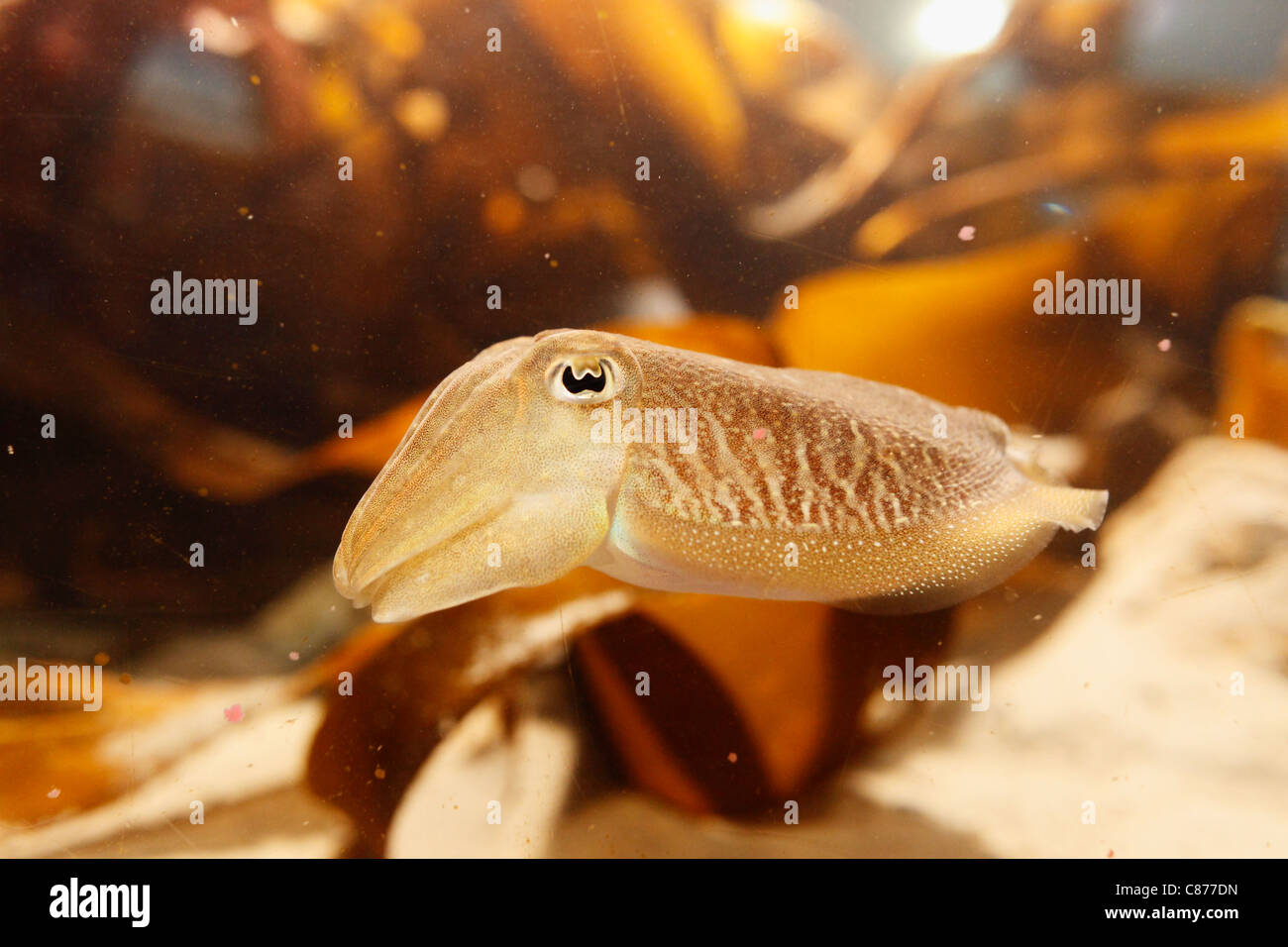 United Kingdom, Northern Ireland, County Down, Portaferry, Close up of Baby Cuttlefish at Aquarium Exploris Stock Photo