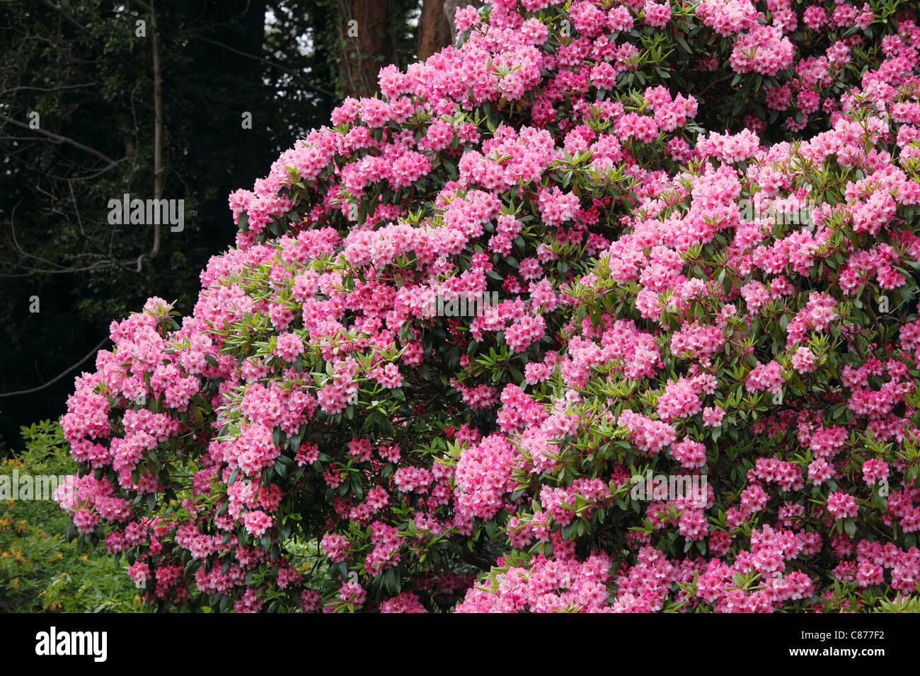 United Kingdom, Northern Ireland, County Down, Newtownards, Rhododendron plant at Mount Stewart gardens Stock Photo