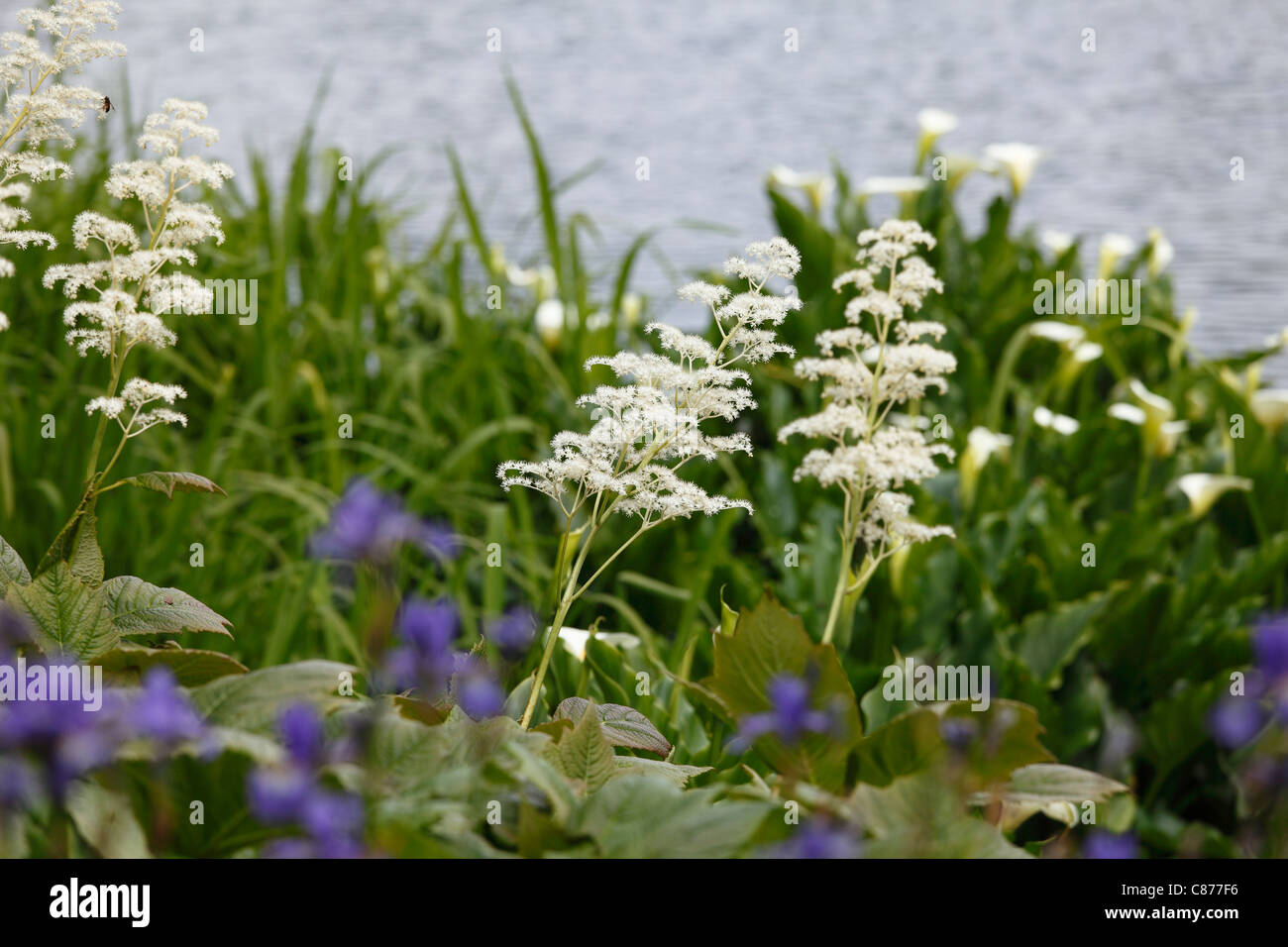 United Kingdom, Northern Ireland, County Down, Newtownards, Close up of Rodgersia at Mount Stewart gardens Stock Photo