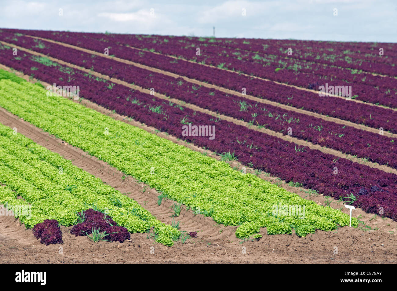 Lettuces growing in Suffolk, UK. Stock Photo