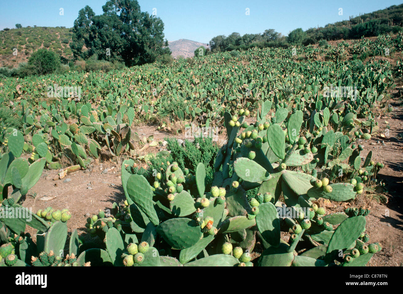 Fields of Prickly pear cacti, Opuntia ficusindica, cultivated for