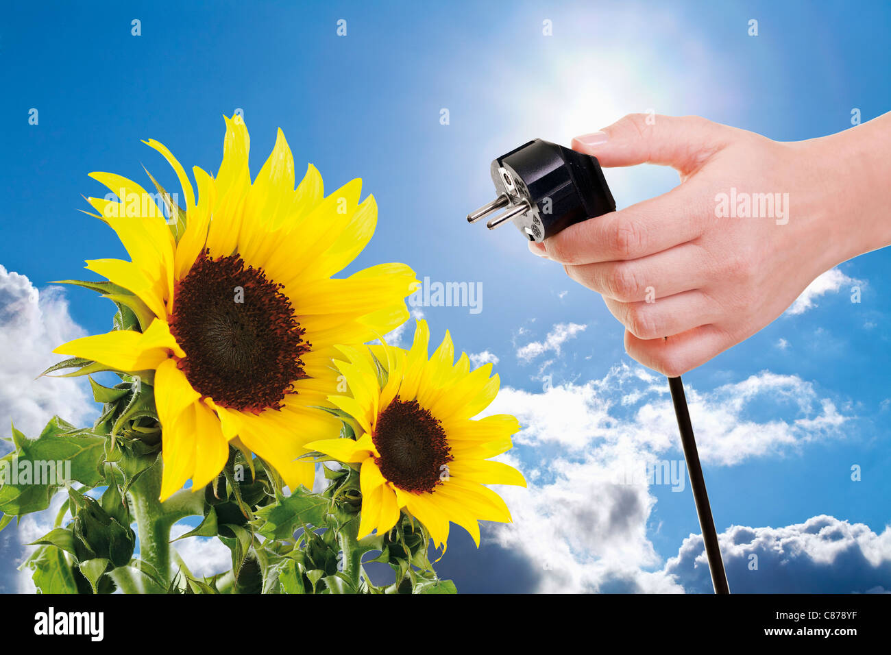 Hand of woman holding power plug next to sunflowers against blue sky and sun, close up Stock Photo
