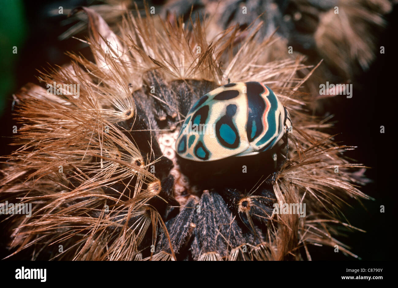 Picasso bug sphaerocoris annulus hi-res stock photography and images ...