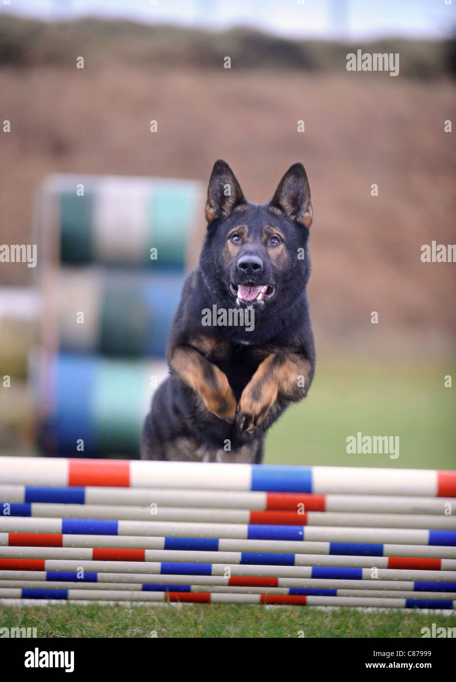 german shepherd obstacle course